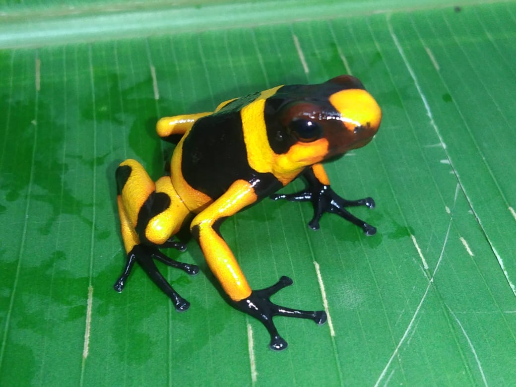Tesoros Frogs Oophaga lehmanni - Hybrid Zone