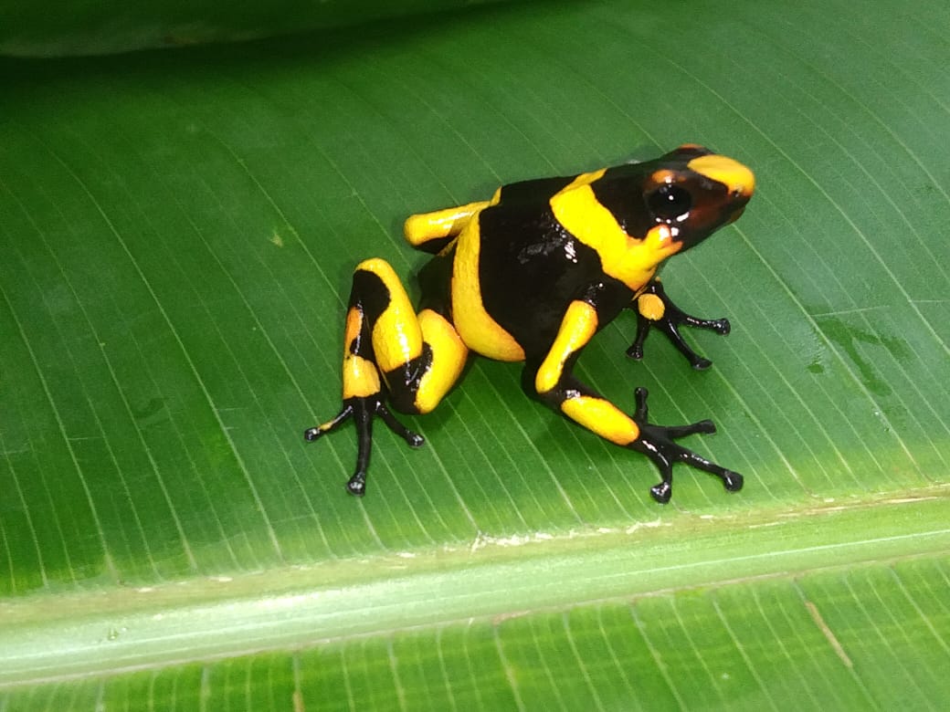 Tesoros Frogs Oophaga lehmanni - Hybrid Zone