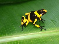 Tesoros Frogs Oophaga lehmanni - Hybrid Zone