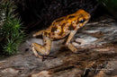 Tesoros Frogs Oophaga histrionica yellow & brown blotched