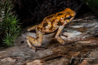 Tesoros Frogs Oophaga histrionica yellow & brown blotched