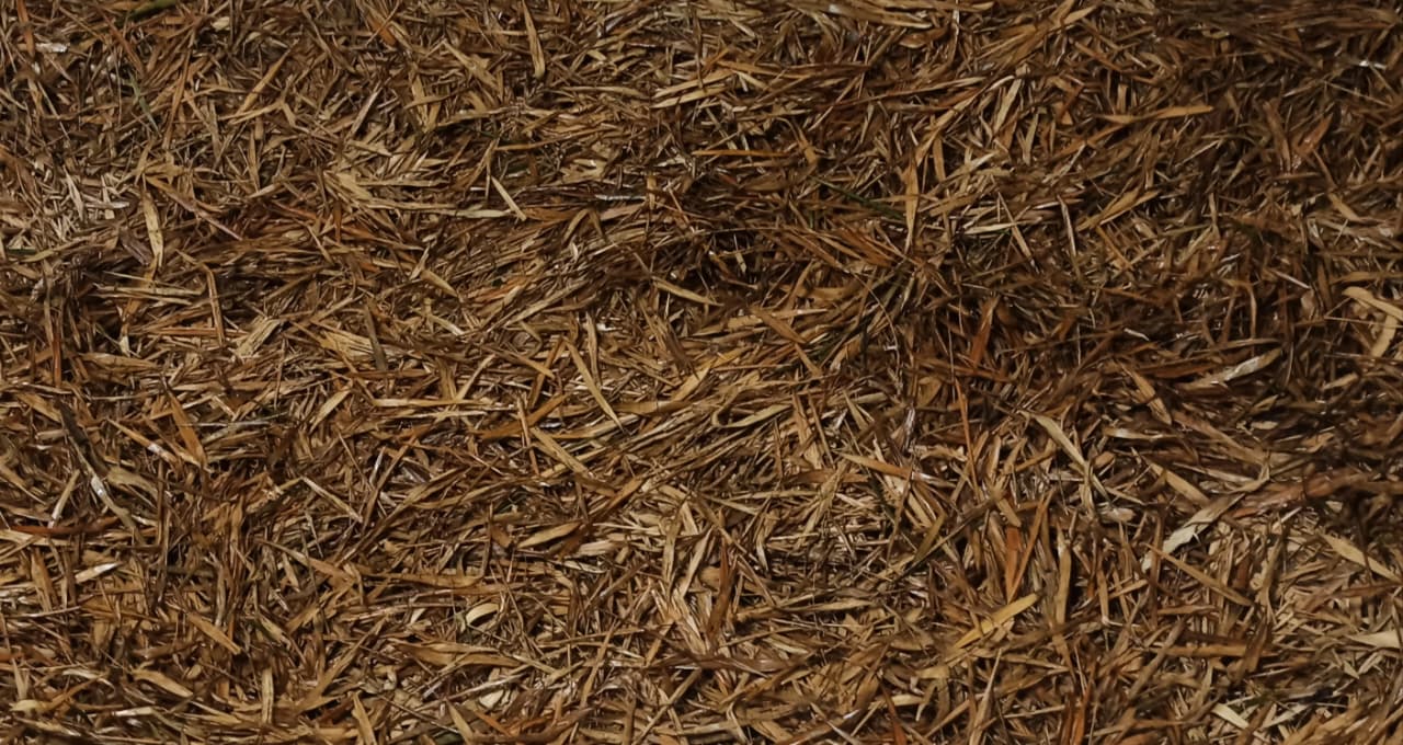 Tesoros Frogs Giant Bamboo Leaf Litter for Naturalistic Habitats