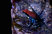 Tesoros Frogs Ameerega bilinguis (Colombian line)