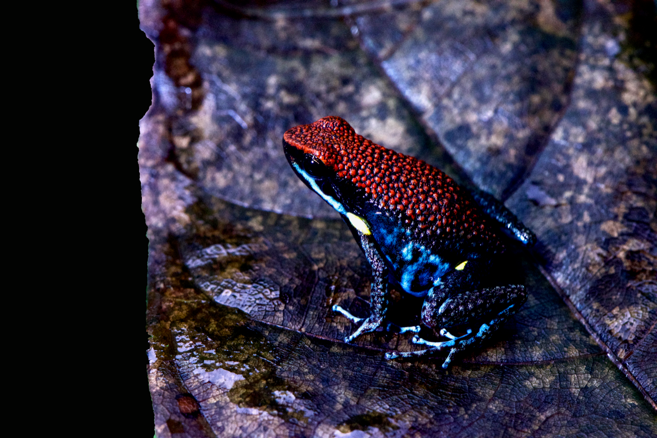 Tesoros Frogs Ameerega bilinguis (Colombian line)