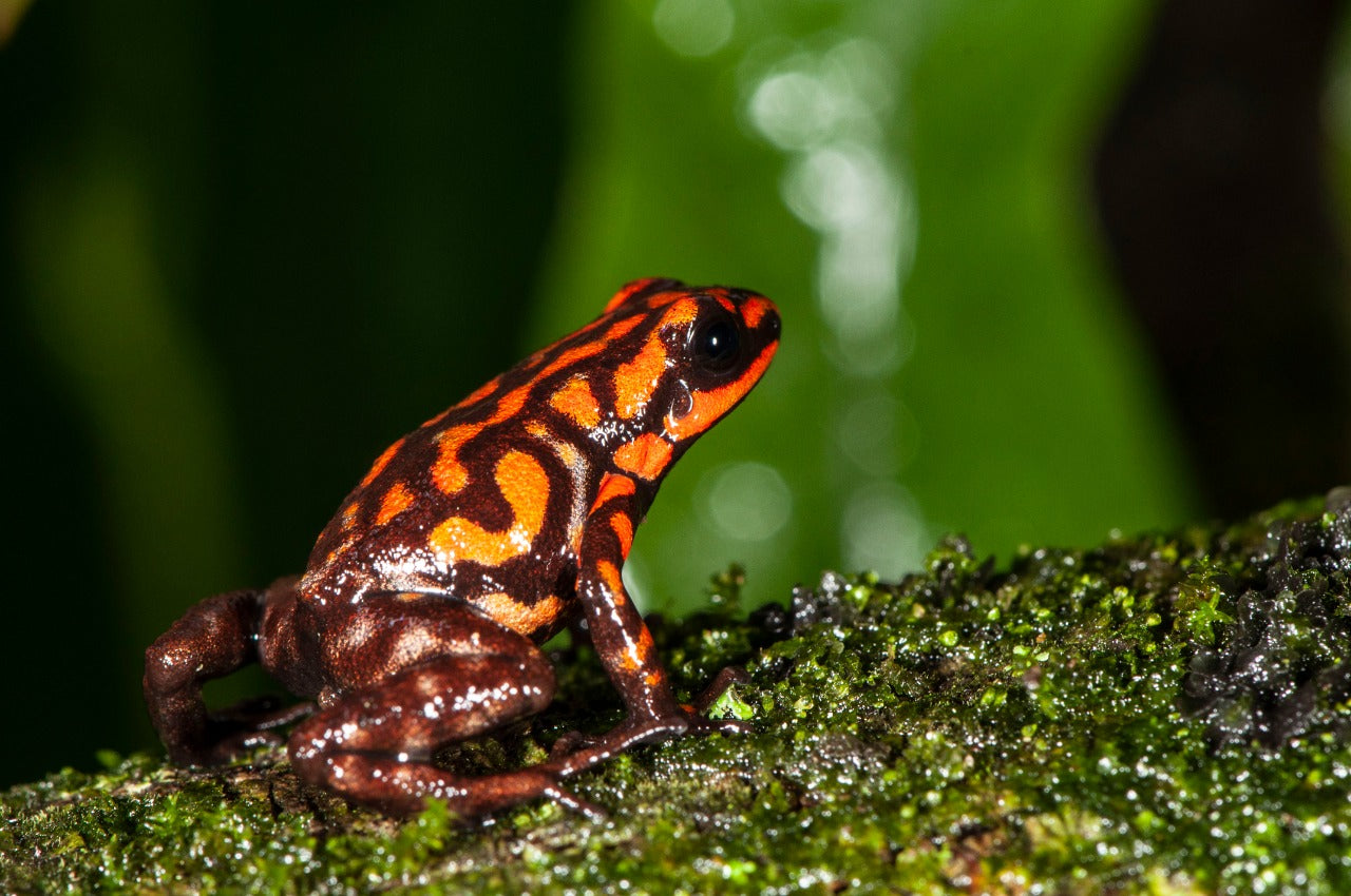 Andinobates dorisswansonae