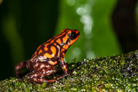 Andinobates dorisswansonae