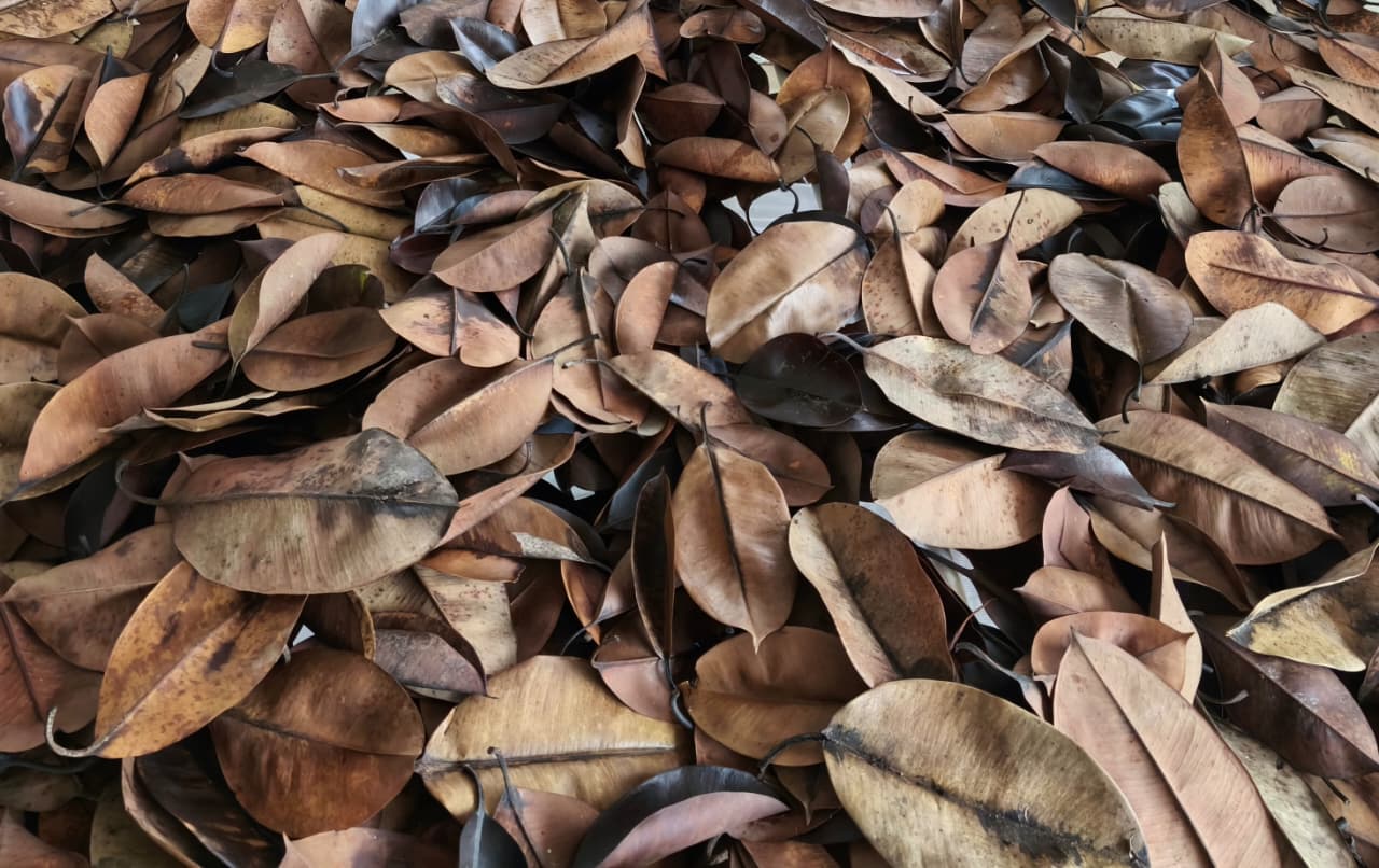 Tesoros Frogs Rubber Tree Leaf Litter for Naturalistic Habitats