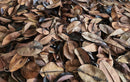 Tesoros Frogs Rubber Tree Leaf Litter for Naturalistic Habitats