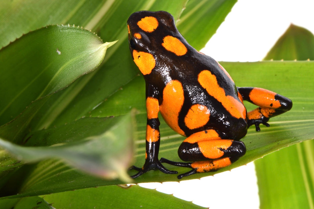 Tesoros Frogs Oophaga histrionica Baudo