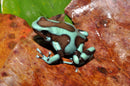 Tesoros Frogs Dendrobates auratus blue (turquoise)