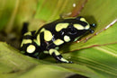 Tesoros Frogs Dendrobates auratus yellow (Capurgana)