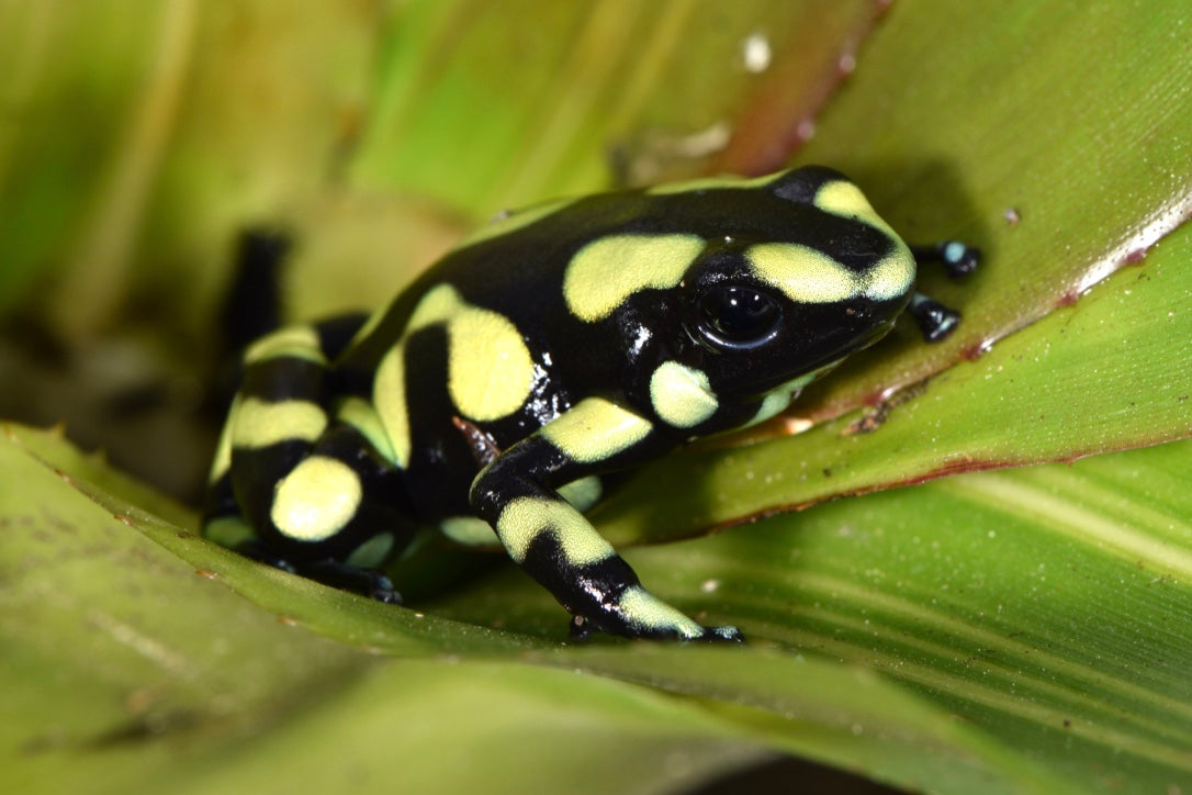 Tesoros Frogs Dendrobates auratus yellow (Capurgana)