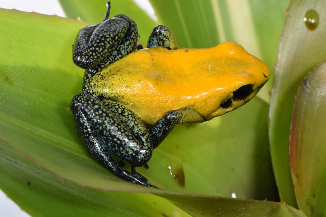 Tesoros Frogs Phyllobates bicolor - uraba