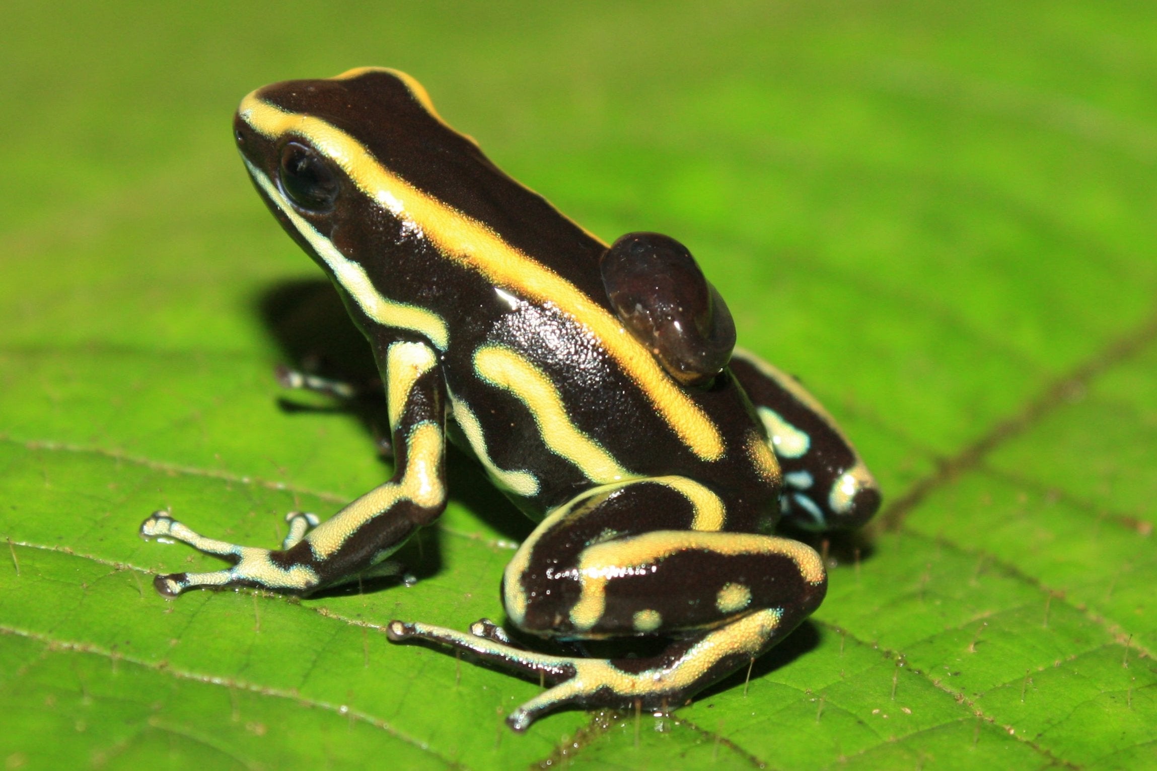 Tesoros Frogs Dendrobates truncatus - Nilo