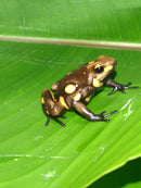 Tesoros Frogs Oophaga histrionica yellow & brown blotched